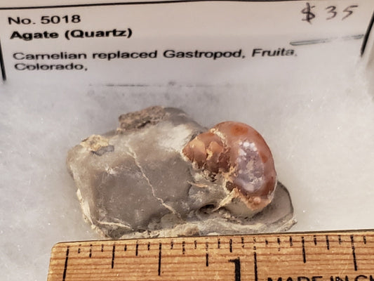 Carnelian replaced Gastropod