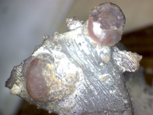 Gastropods in matrix specimen