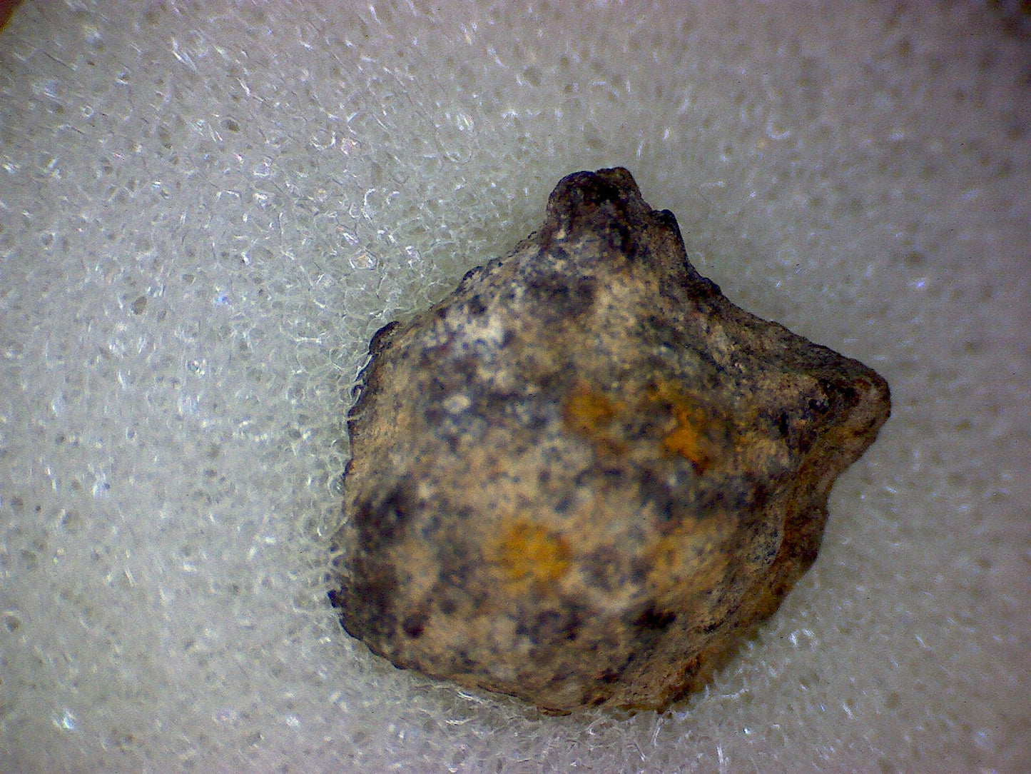 Buck Mountains  meteorite specimen