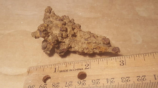 Coprolite (POOP)  Specimen