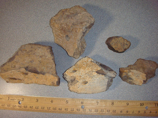 Triceratops Jaw Pieces