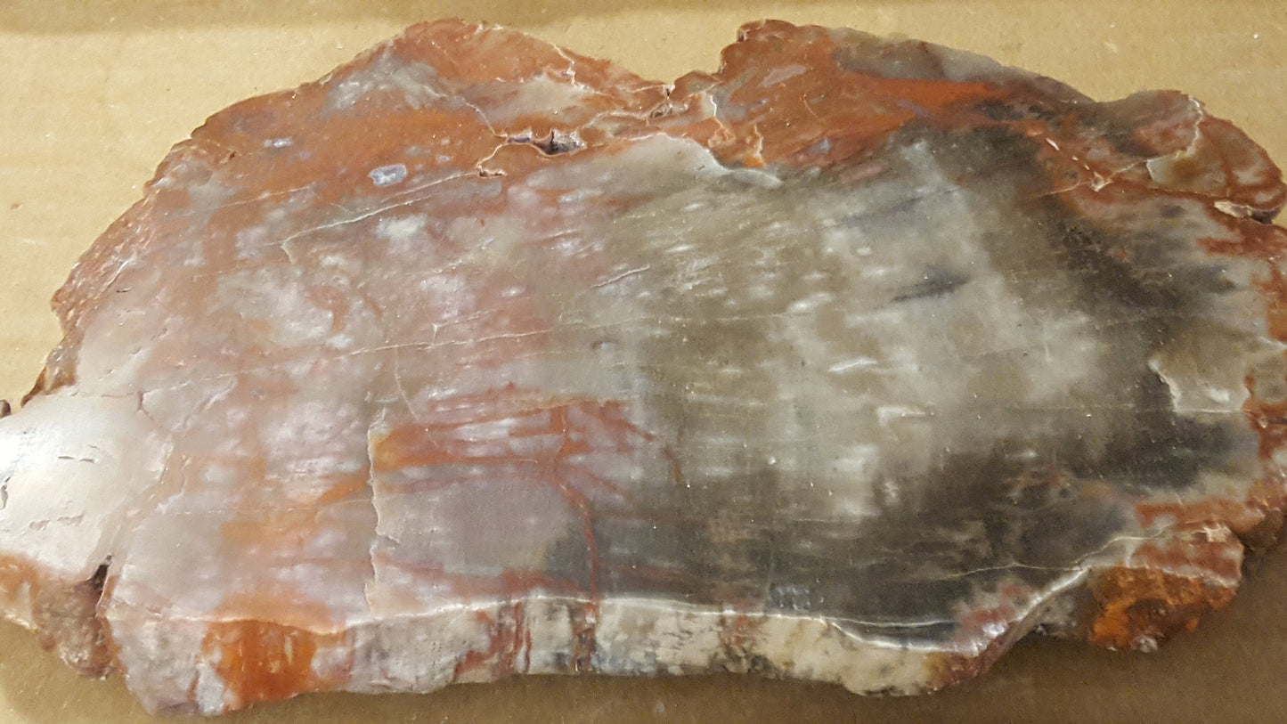 Polished Red Petrified Wood specimen