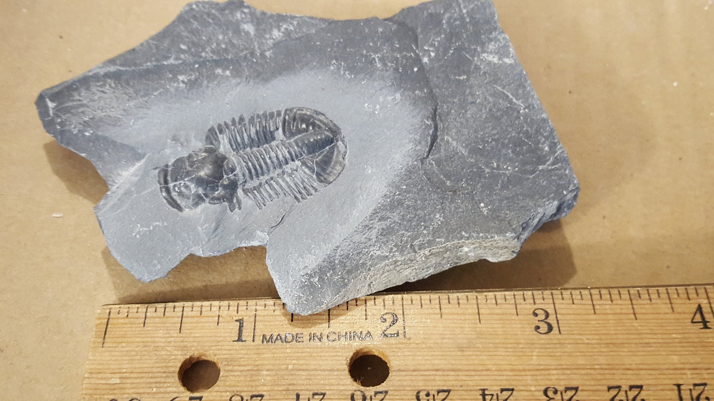 Trilobite specimen