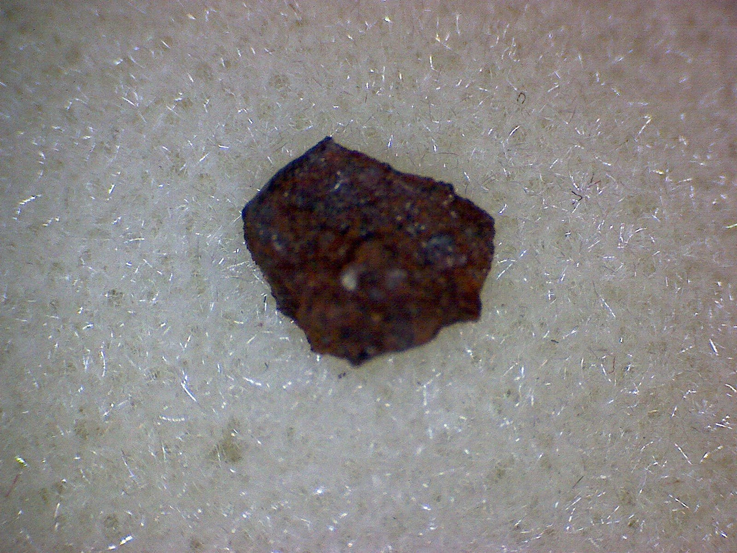 Tulia B Meteorite Specimen