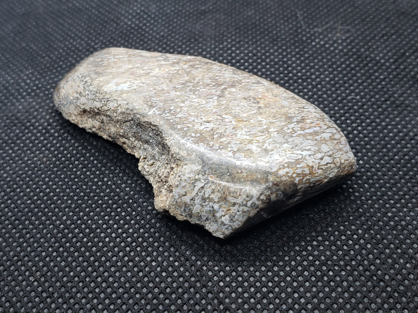 Polished Dinosaur Bone Specimen