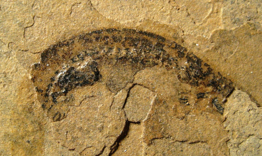 Fossil Branchiosaur