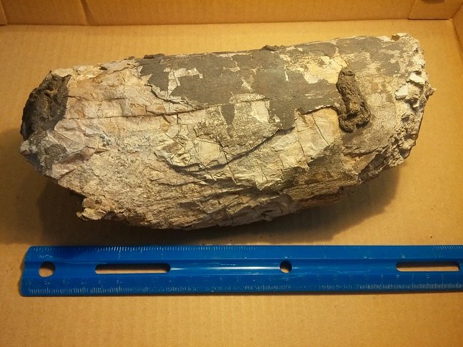 Daspletosaurus Bone