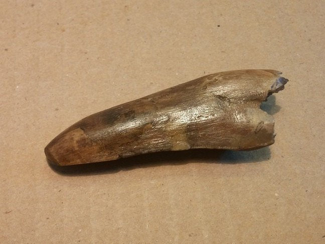 Daspletosaurus Tooth