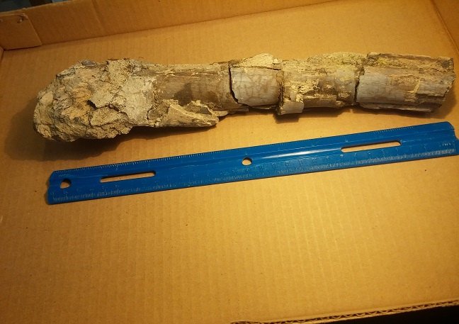 Therapod (Raptor) Leg Bone