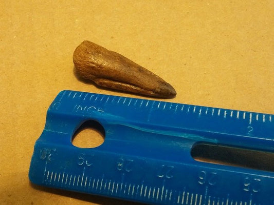 Therapod (Raptor) Toe Claw